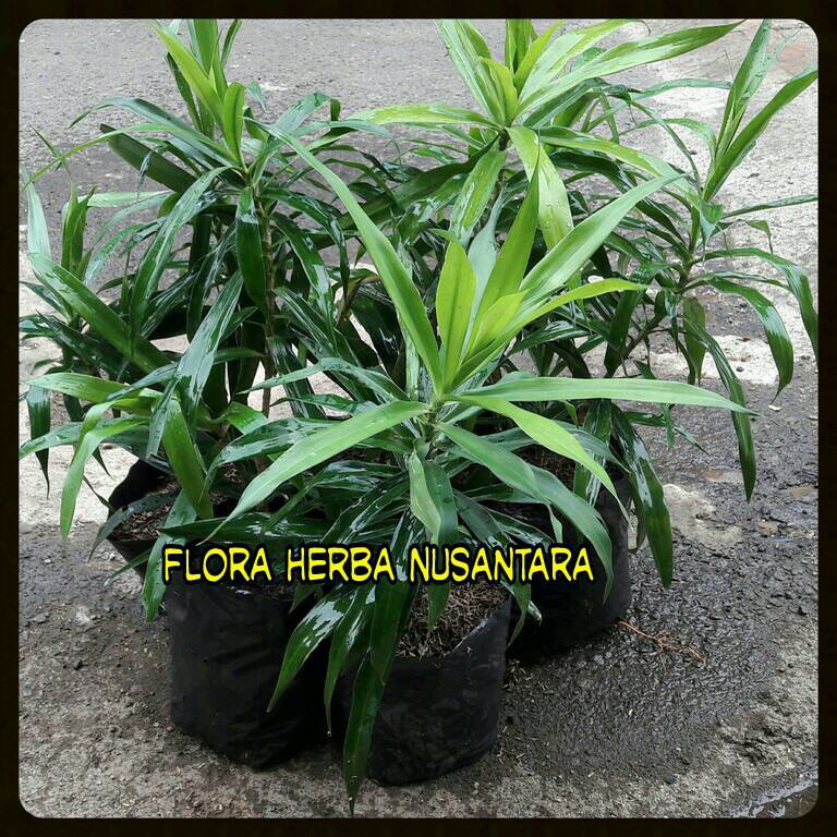 Jual Bibit Tanaman Daun Suji Keren Shopee Indonesia