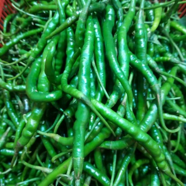 

Cabe ijo keriting super