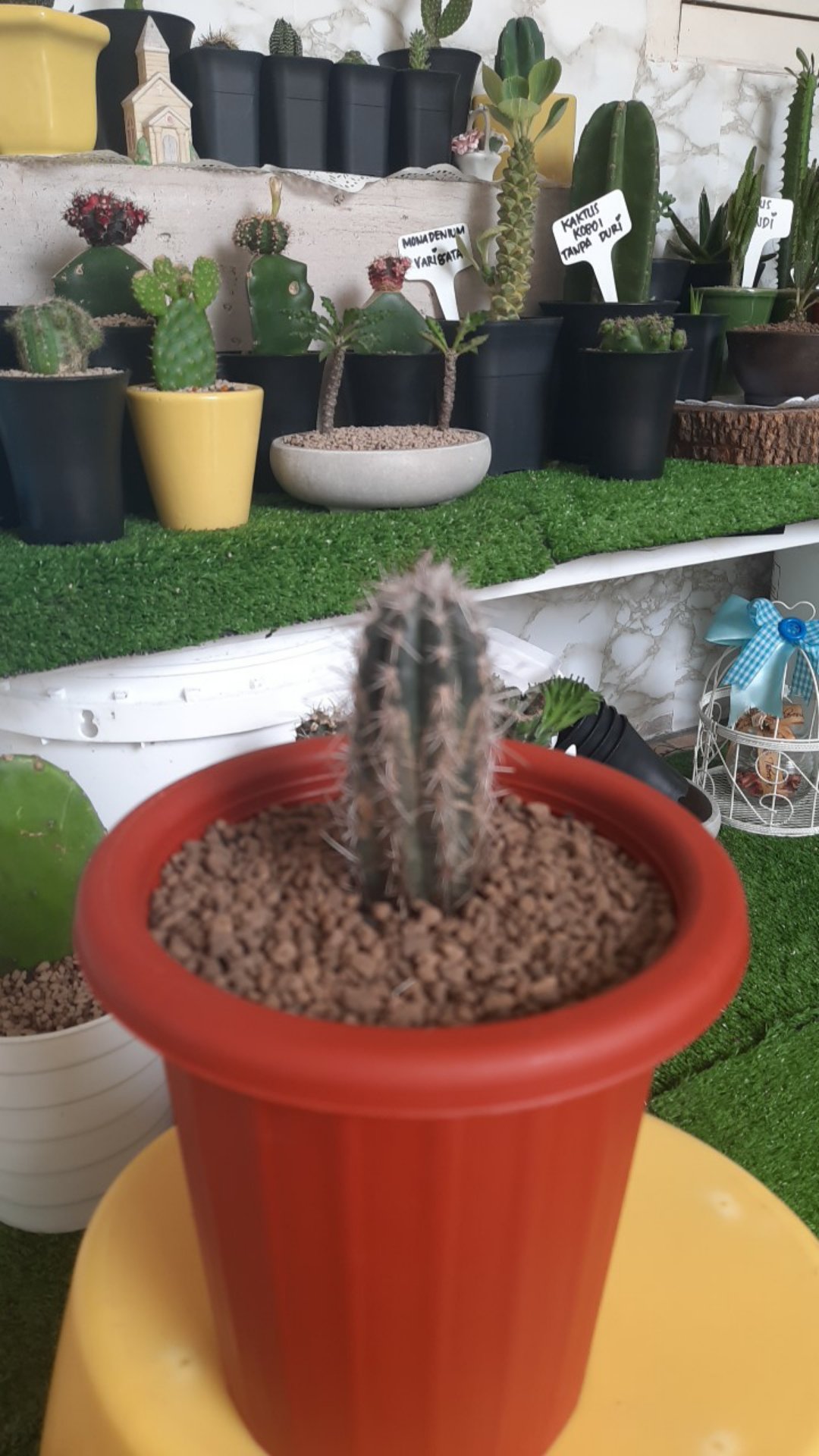 Kaktus Apollo 6-10cm