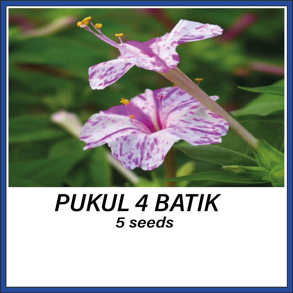 Jual Benih Bunga Pukul Batik Bibit Four O Clock Mirabilis Jalapa