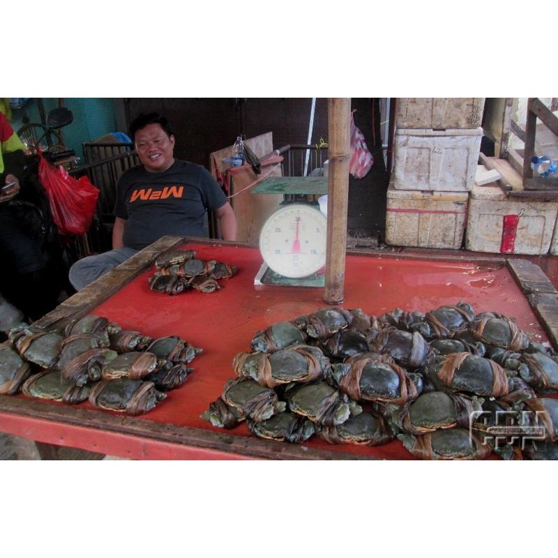 Kepiting Hidup Air Laut / Darat Fresh Segar Kiloan