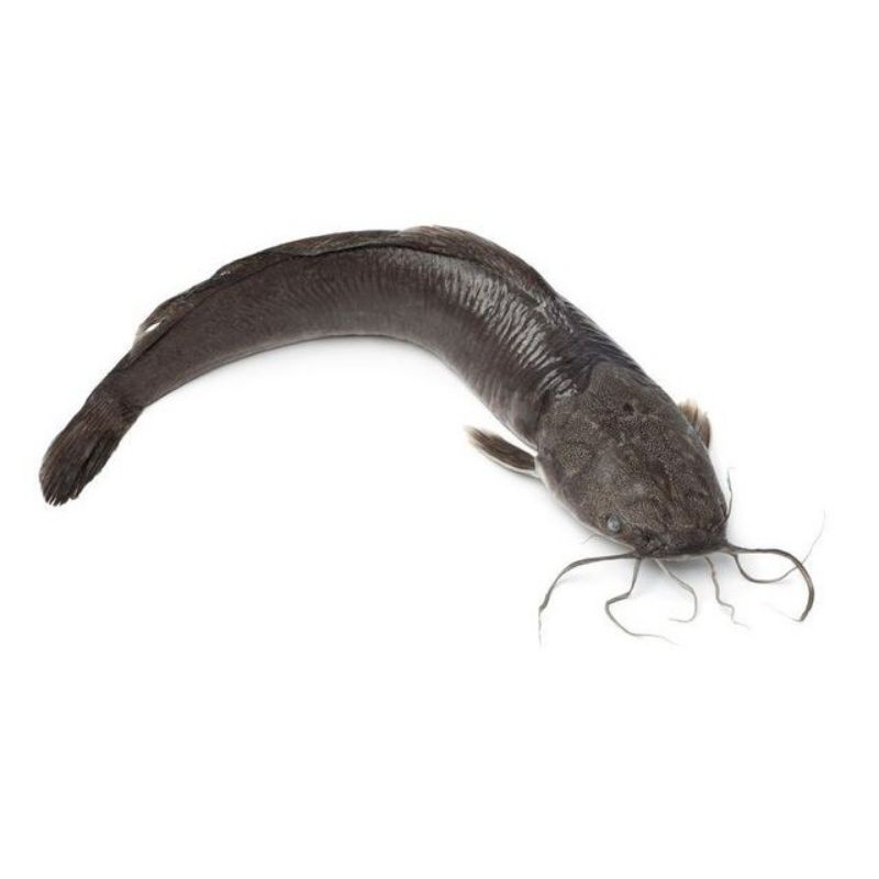 

ikan lele 500gr