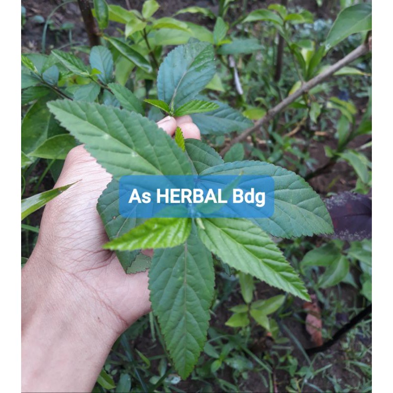 

Daun Sidaguri Jantan Segar 500 gram - GRATIS daun kumis kucing-az