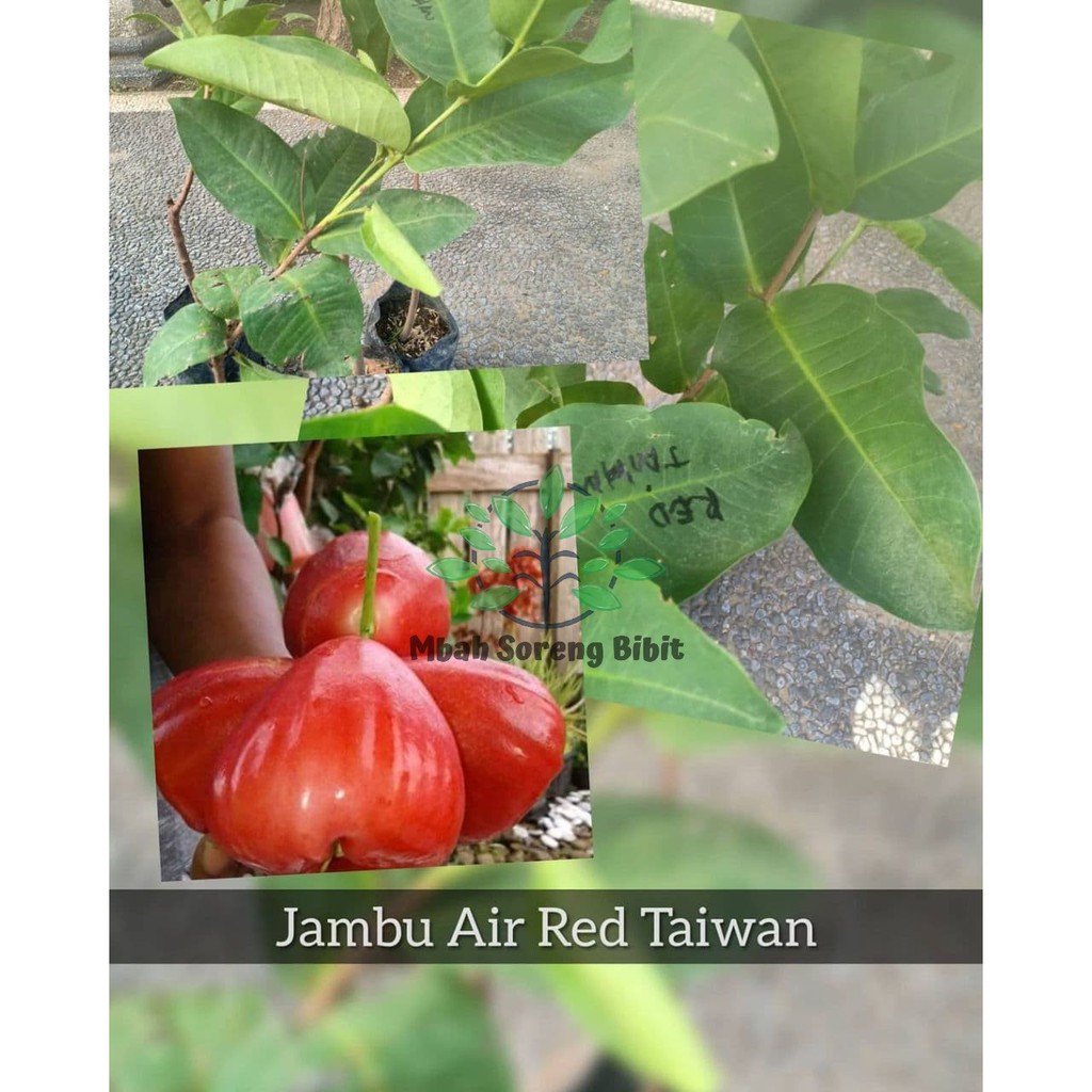 Bibit Jambu Red Taiwan - Jambu Air Okulasi