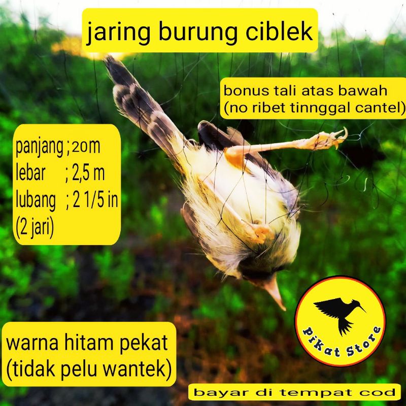 jaring burung ciblek, jaring burung kecil.   panjang :20m, tinggi :2,5m ukuran lubang :2inchi (2 dua