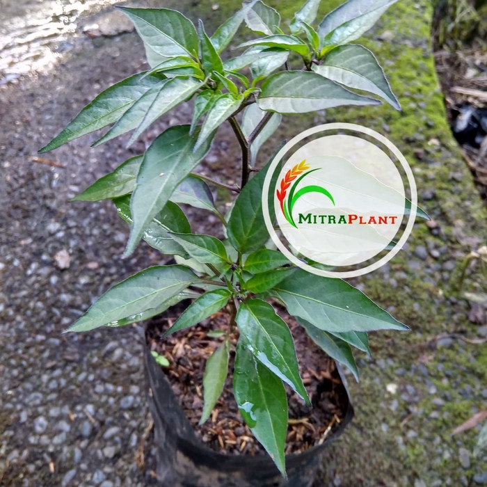 Bibit Pohon Cabai Rawit Ungu - Tanaman Hias Buah Cabe Hitam
