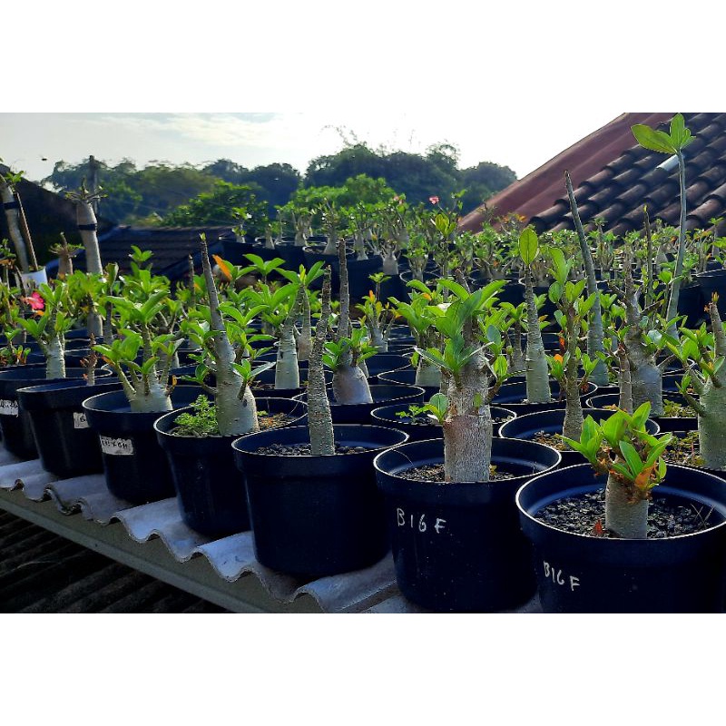 Paket Promo 5 pohon Adenium Somalense, RCN, PBN, Golden Crown, KHZ, Arabicum