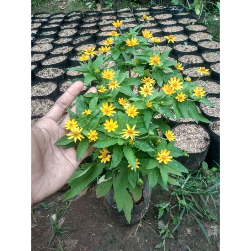 Tanaman bunga matahari mini / bibit bunga matahari
