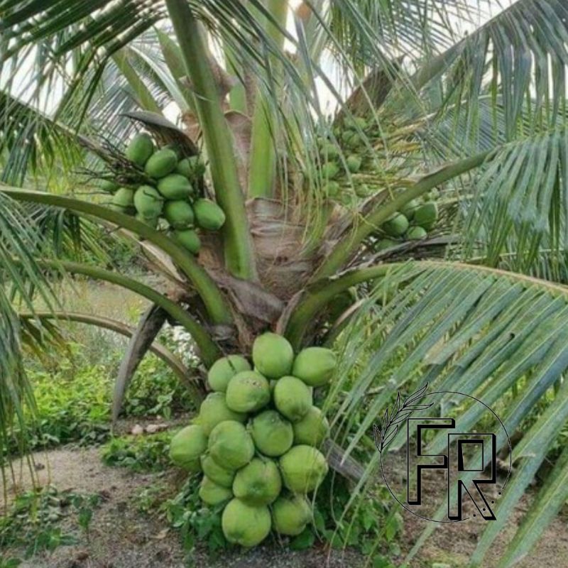 BIBIT TANAMAN BUAH KELAPA GADING IJO // BIBIT KELAPA GADING HIJAU SUPER