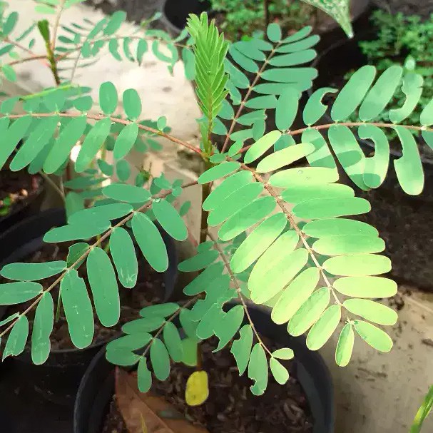 Bibit Tanaman Turi Merah Bibit Tanaman Bunga Turi Merah Bibit Bunga Turi Merah Pohon Turi Merah