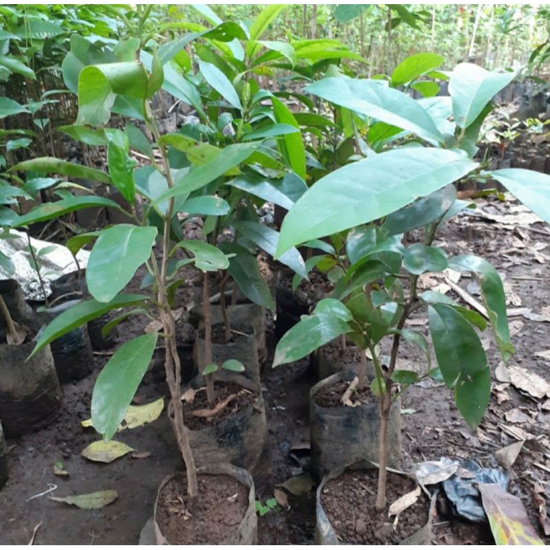 Bibit Pohon Buni - Tanaman Buah Buni - Buah Huni Langka