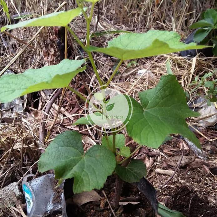 Bibit anggur hijau / pohon anggur hijau #_#