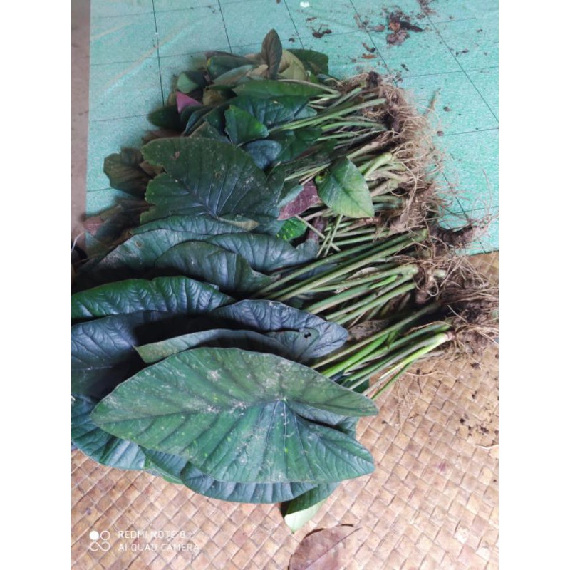 alocasia regina cabutan