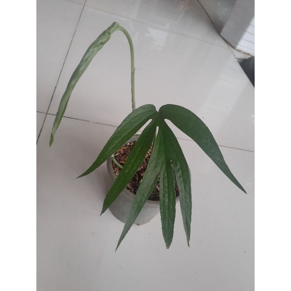 philo amydrium zippelianum