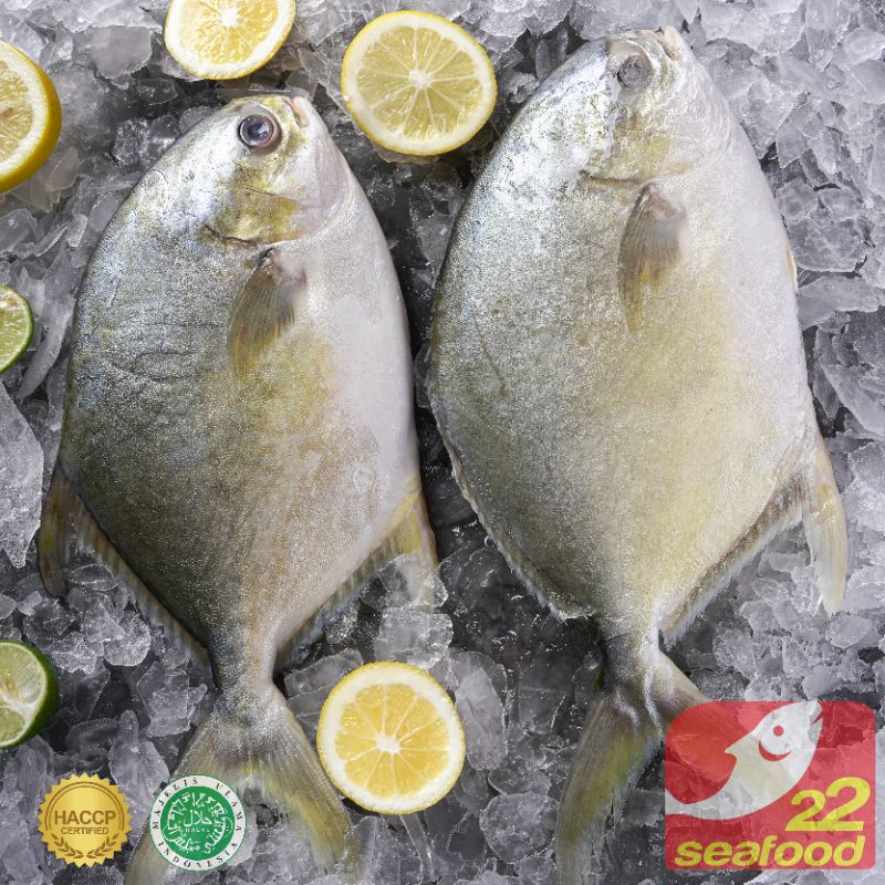 

PROMO / Bawal Bintang 1 Kg / Golden Pompano / Marukoban / Seafood 22