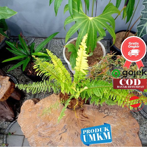 Tanaman hias dalam ruangan Pakis daun variegata  - nephrolepis exaltata golden variegata