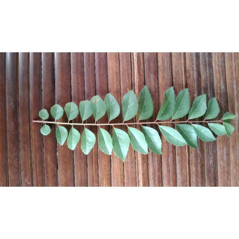 

Daun kari/ salam Koja 12tangkai