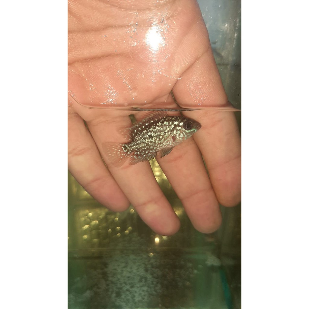 Burayak ikan louhan kamfa size 3cm