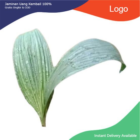 

Promo Bahan bungkus bakcang/ bacang daun marasi jumbo