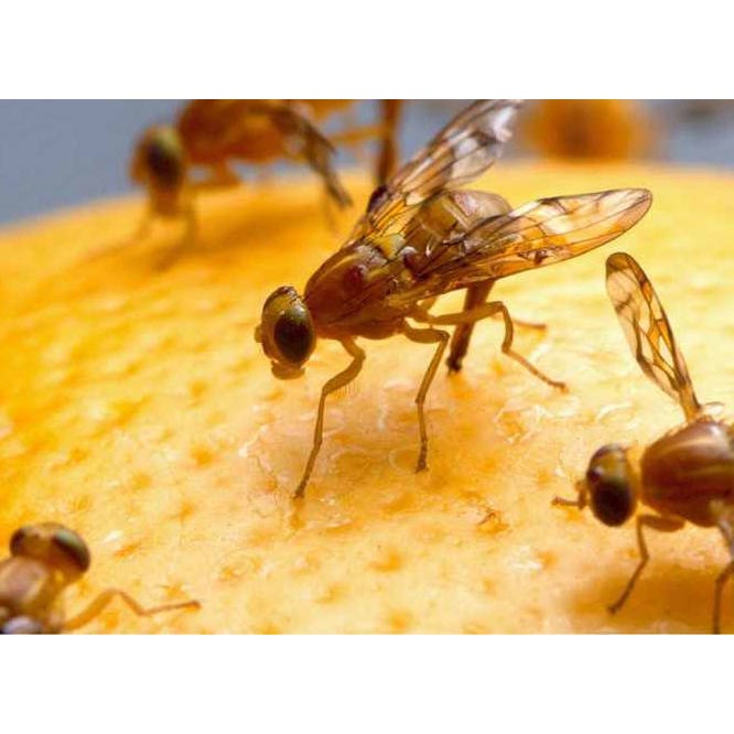 BAYER - insektisida DECIS 100 ml - obat hama ulat, obat hama belalang, obat hama thrips dan kutu putih