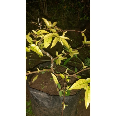 BAHAN TANAMAN BONSAI ANTING PUTRI ANPUT MAME SMALL RANDOM