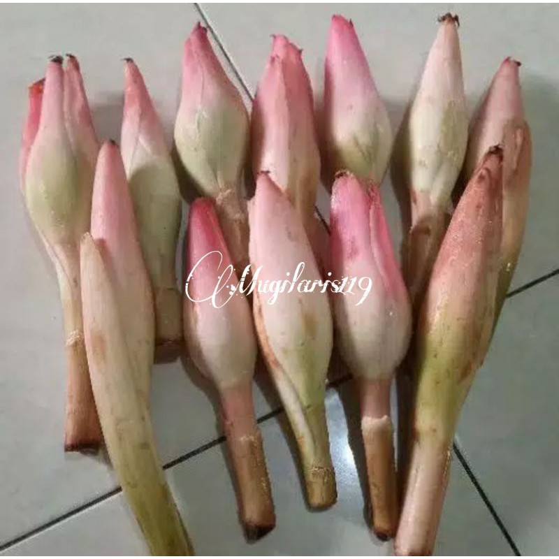 

COMBRANG / BUNGA HONJE SAYUR 500G