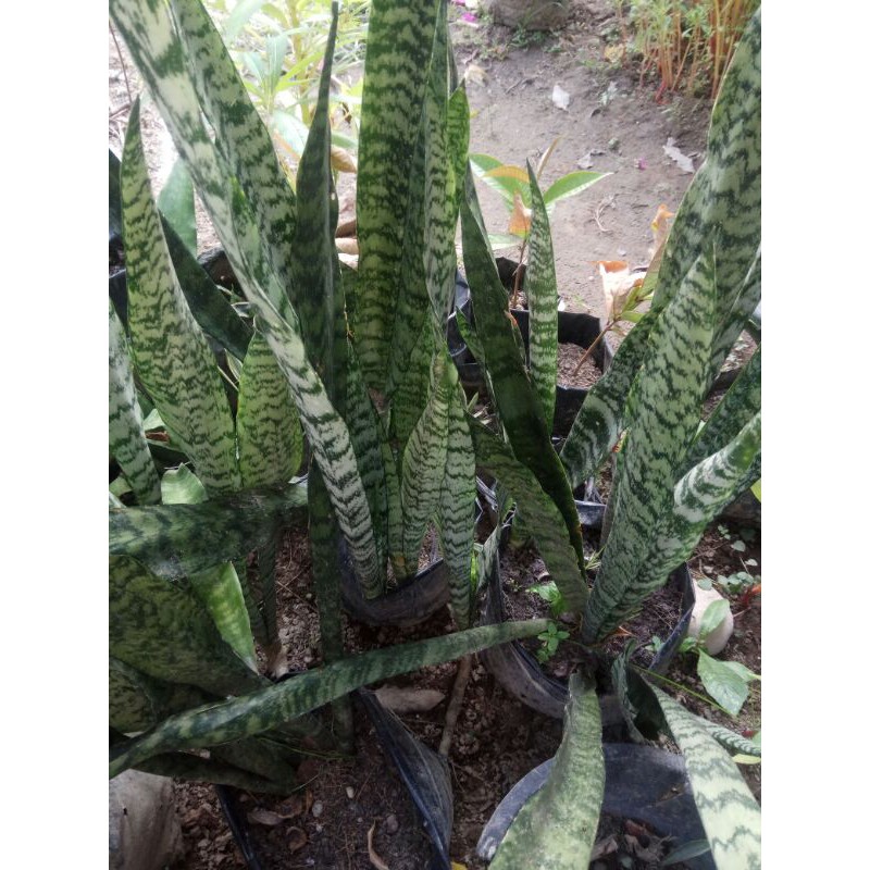 sensivera JAYLANIKA - SENSIVERA BATIK - sensivera jumbo - SENSIVERA