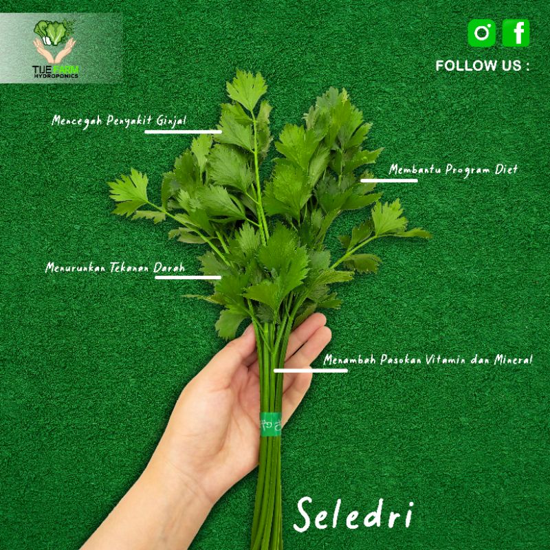 

daun seledri, daun sop