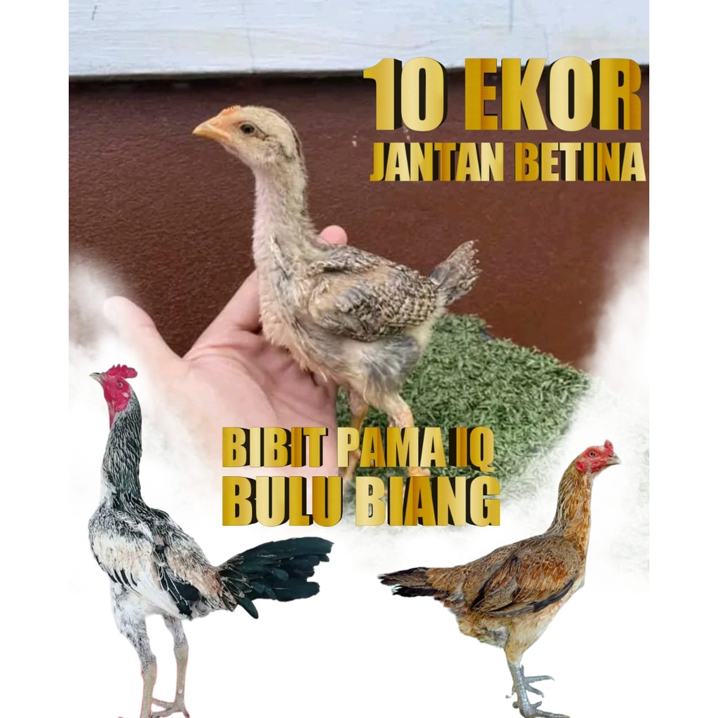 ayam bangkok asli aduan juara bibit bulu biang bulbi pama 10 pcs