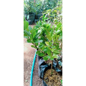 Bibit jeruk lemon California