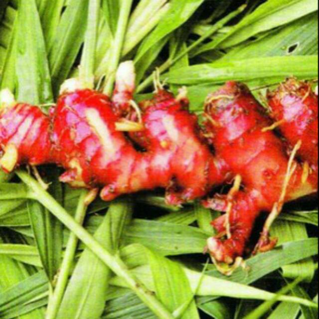 Jahe merah 1 kg