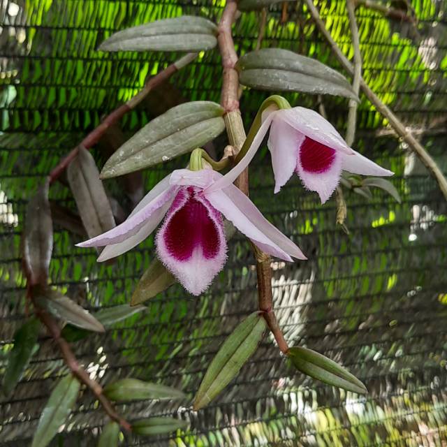 

Anosmum Borneo