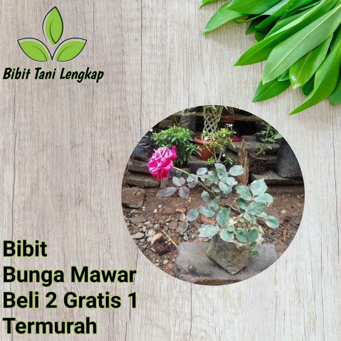 Bibit Bunga Mawar Murah-Bibit Mawar-Bibit Bunga