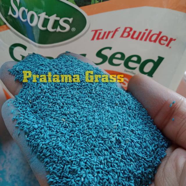 Benih rumput Jepang - bibit rumput jepang