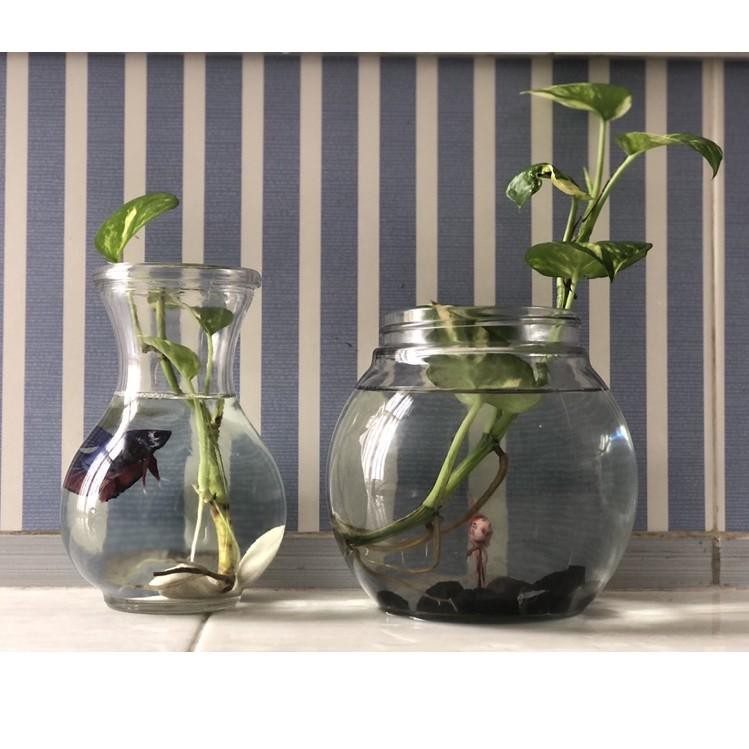 HARGA GROSIR >> Aquarium Mini Ikan Cupang / Betta Fish Botol / Vas / Solitare Sekat Kaca Unik Murah