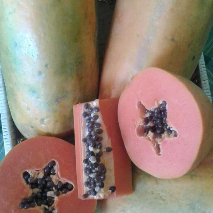 Benih Pepaya Merah Delima Isi 200Btr