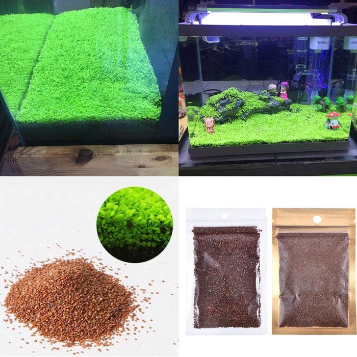 CARPET SEED MINI  DWARF PEARL - BIBIT TANAMAN AQUASCAPE