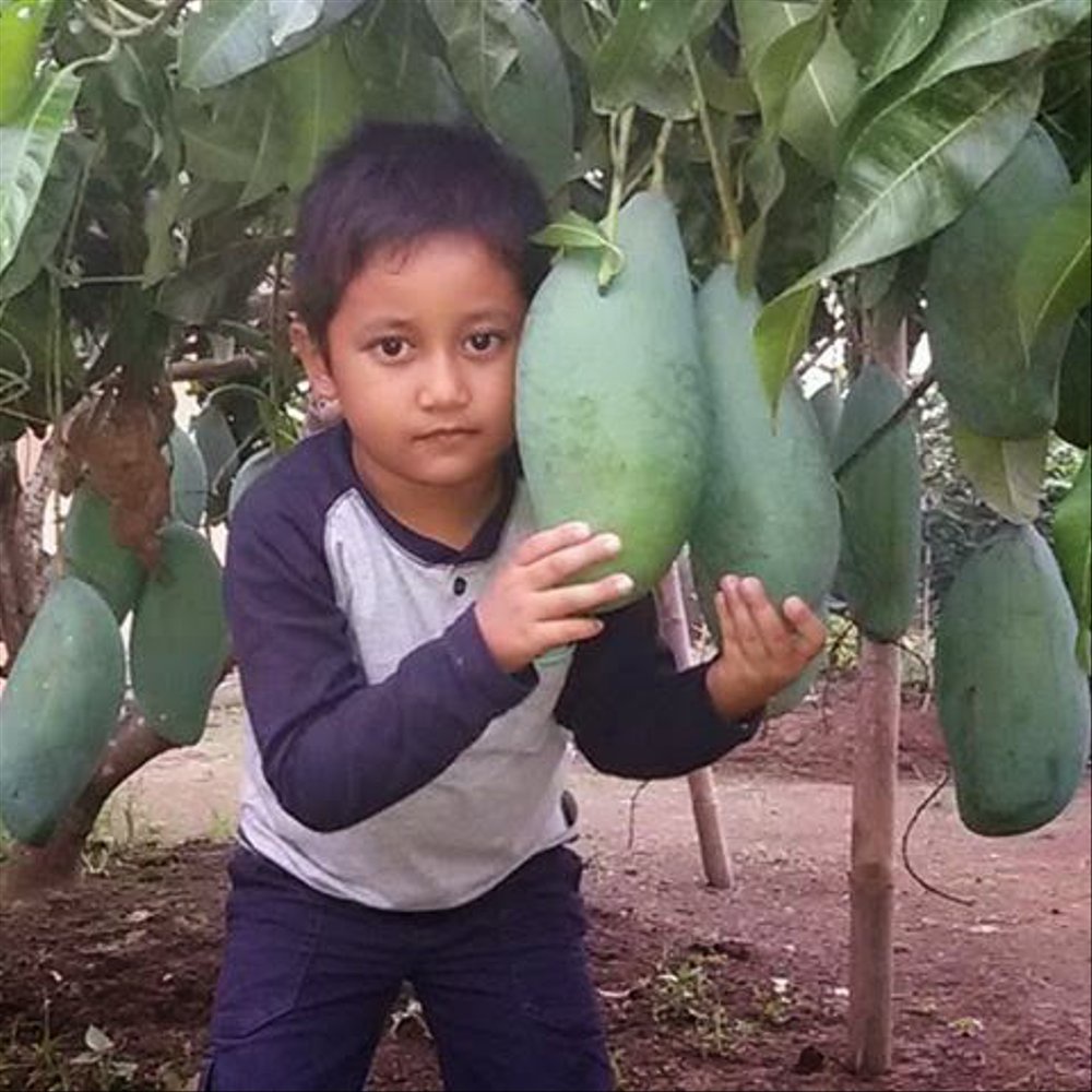 Bibit Mangga Mahatir/ Tanaman Mangga Mahatir Jumbo Okulasi Cepat Berbuah (Jaminan Original)