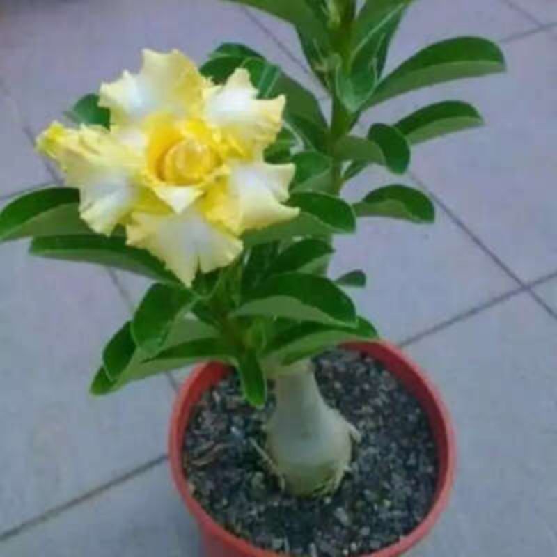 [ TERMURAH ] Adenium kamboja jepang bunga kuning // tanaman hias kamboja jepang bunga tumpuk kuning