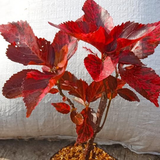 Tanaman Hias Akalipa Merah (Acalipha Wilkesiana) -akalipa ekor kucing