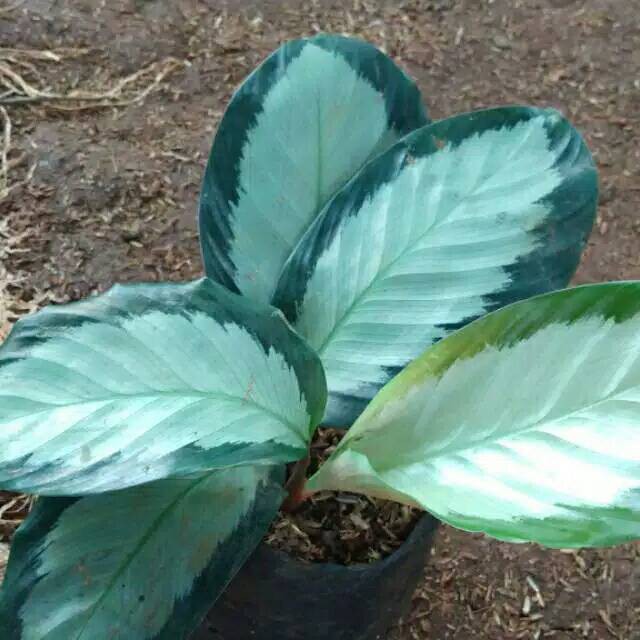 tanaman indoor hias Calathea picturata argentea kalatea meranti