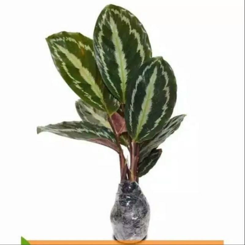 Calathea Silver Back / Tanaman Hias Calathea Silverback