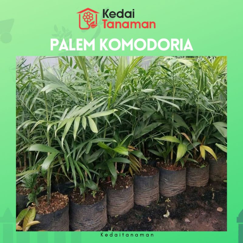 Tanaman Hidup Palem Bambu Komodoria - Tanaman Hias Palem Chamaedorea - bibit pohon Palm Comodoria