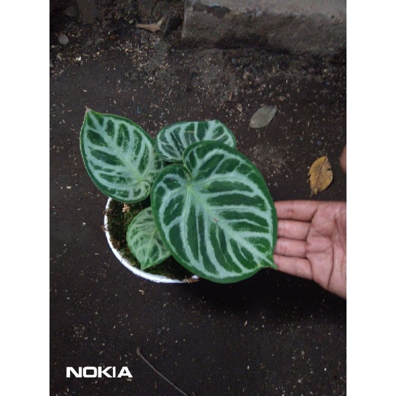 Anthurium Dorayaki Indukan besar