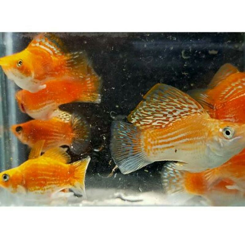 MOLLY THAILAND GOLDEN