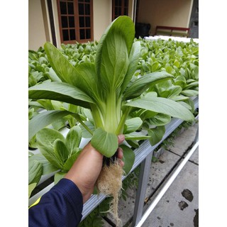 Benih Bibit Sawi Pakcoy F1 Hybrid kwalitas Terbaik Pakchoy Benih Bibit Sawi Pakcoy F1 Hybrid kwalitas Terbaik Pakchoy