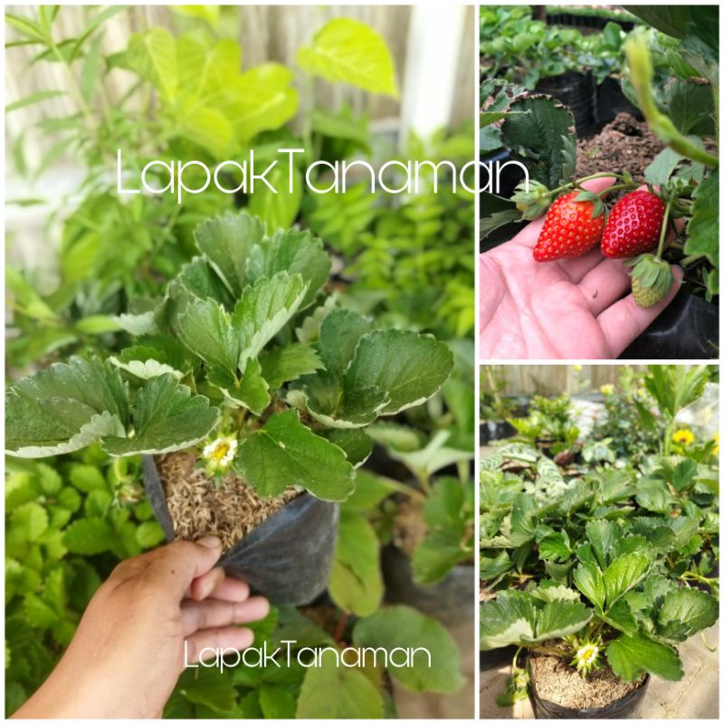 Tanaman Bibit Buah Strawberry California (sudah berbuah atau berbunga)