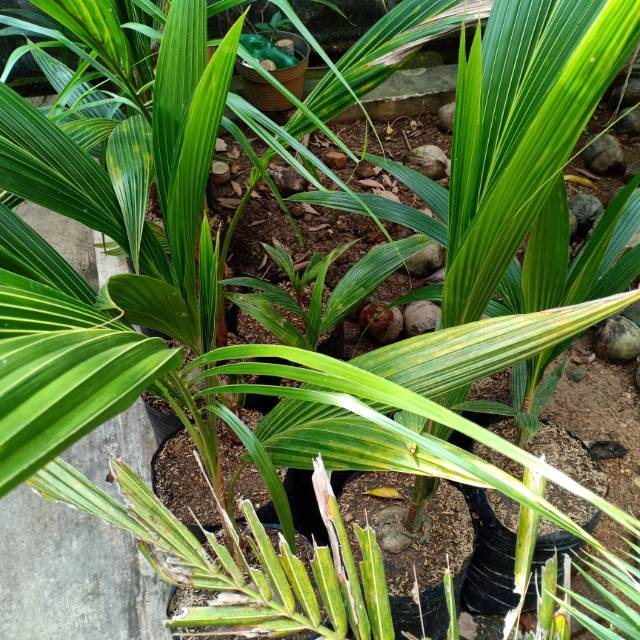 Tanaman Kelapa Pandan Wangi Thailand