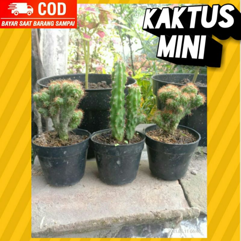 Kaktus Mini Cantik Murah/ Kaktus/ Tanaman hias/ Tanaman/ Murah