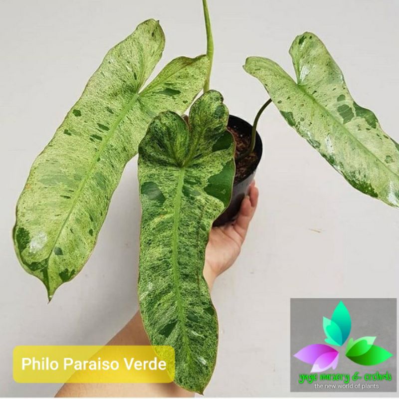 philodendron Paraiso verde pilo corak varigata